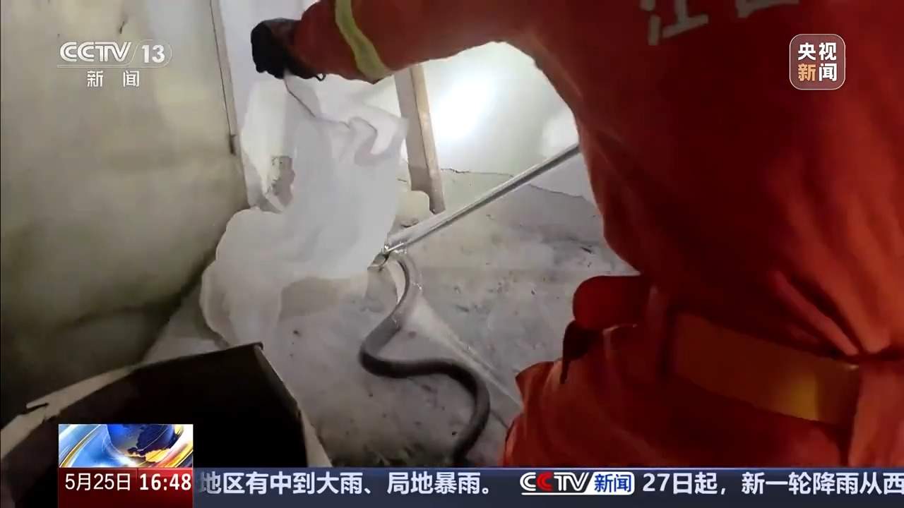 眼镜蛇“逛”市场“闯”人类生活区 如果“相遇”该如何处理？