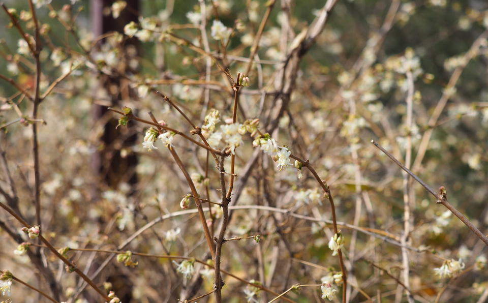 早春大明湖，郁香忍冬静待叶醒