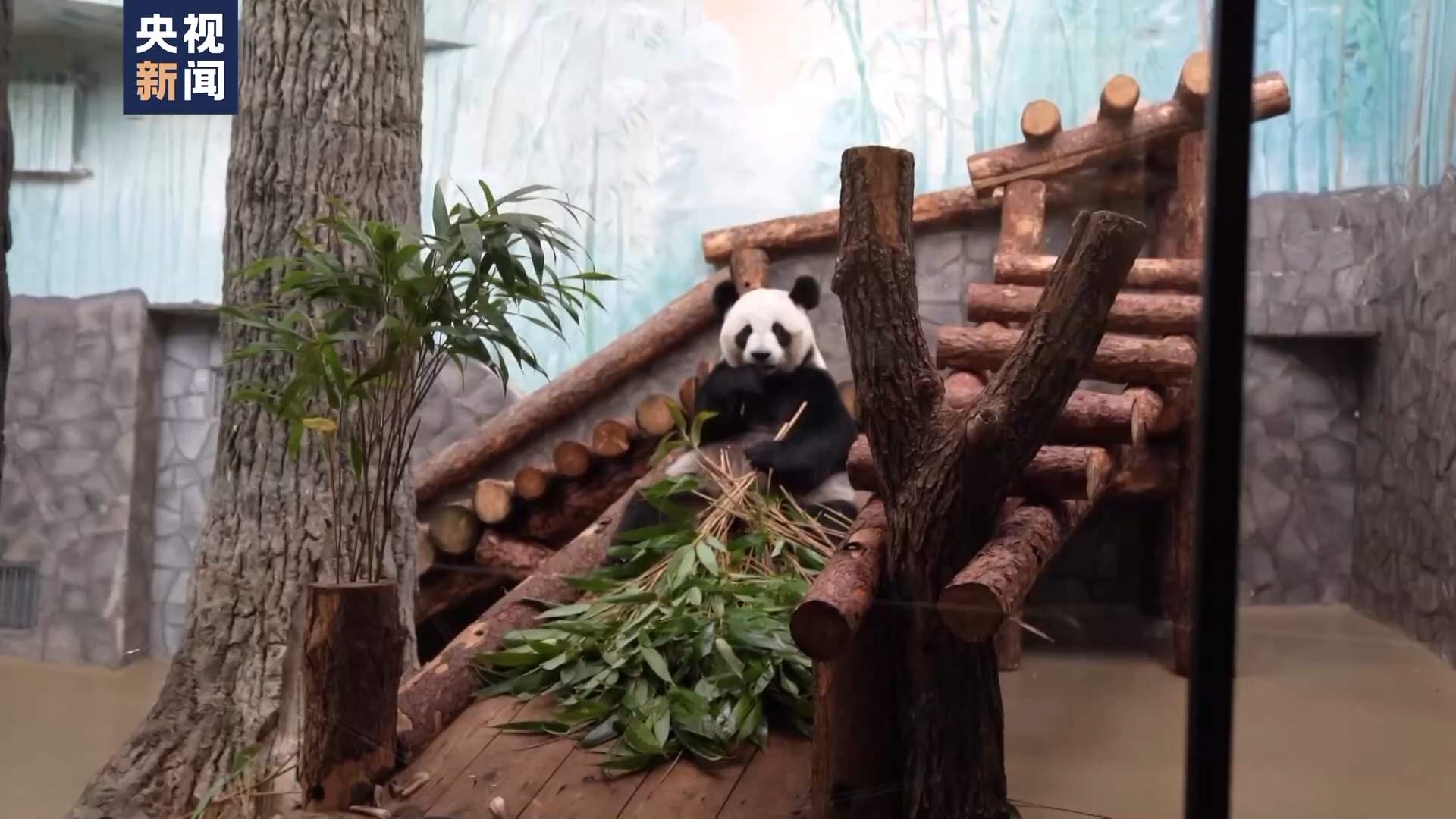 正在俄出生的大熊猫小崽与逛客初度碰面