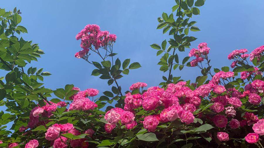 济南：蔷薇如瀑迎立夏