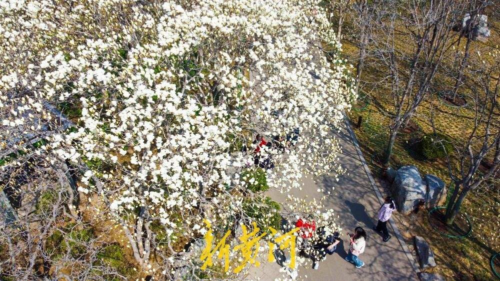 玉兰花海惊艳亮相，济南百花公园春色“撩人”