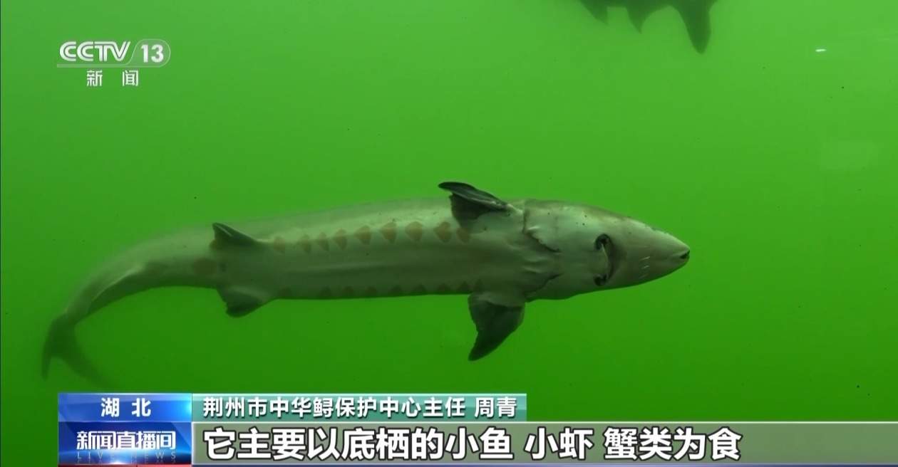 10万尾中华鲟今日放归长江 看“水中国宝”如何养大