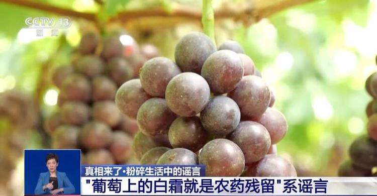 螃蟹“针眼”是被打了东西？葡萄上的白霜是农药？真相来了