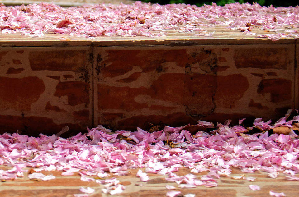 晚樱轻别春，泉城留香痕