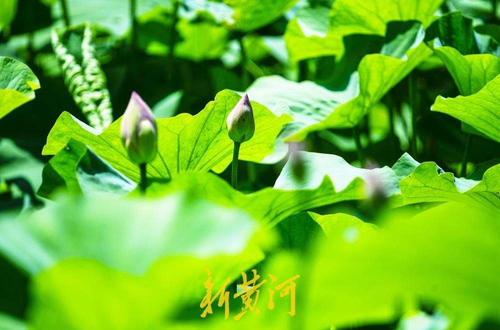 夏日荷风送清凉 济南森林公园荷花进入盛放期