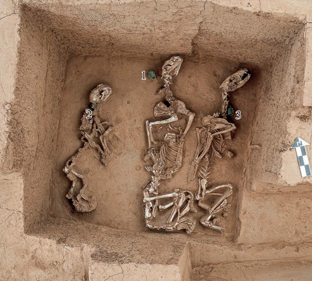 殷墟王陵区发现我国最早“野生动物园”