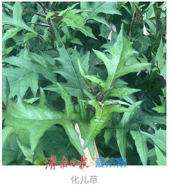 春日吃野菜不冒险：济南疾控发布“叶部可食野菜与有毒植物鉴别全攻略”