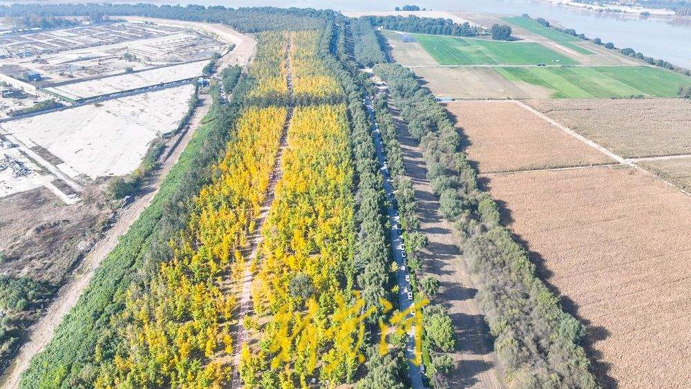 一年四季 泉在济南丨深秋百里黄河风景区，大堤戴上金绿相间的“项链”