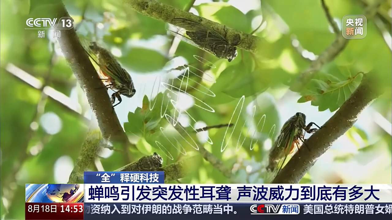 蝉鸣引发突发性耳聋,声波威力到底有多大?
