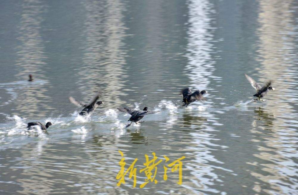 ϣƽ̤˷ɣ硰ִ