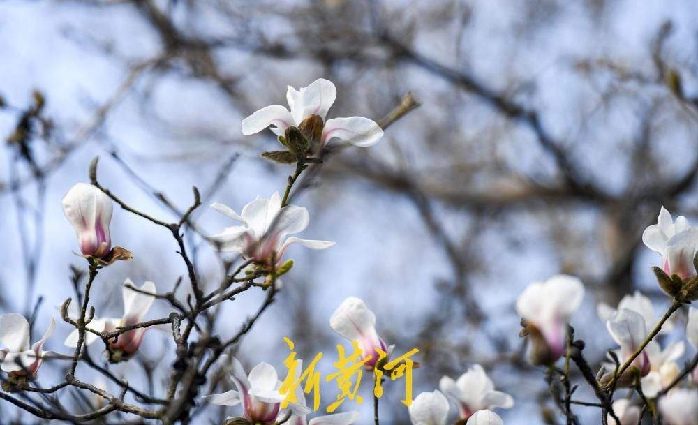 繁花即将上线！济南百花公园玉兰大道3月将迎最佳观赏期