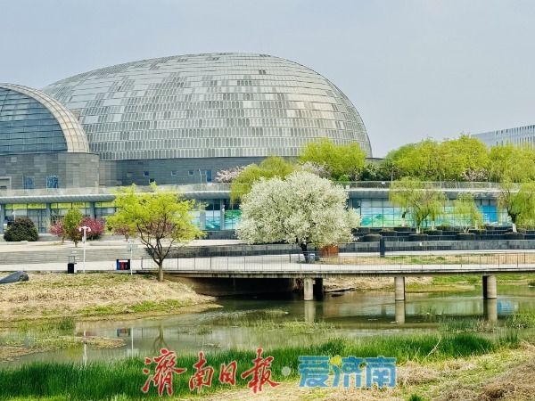 一树繁花映新城 腊河畔杜梨绽放绘春景