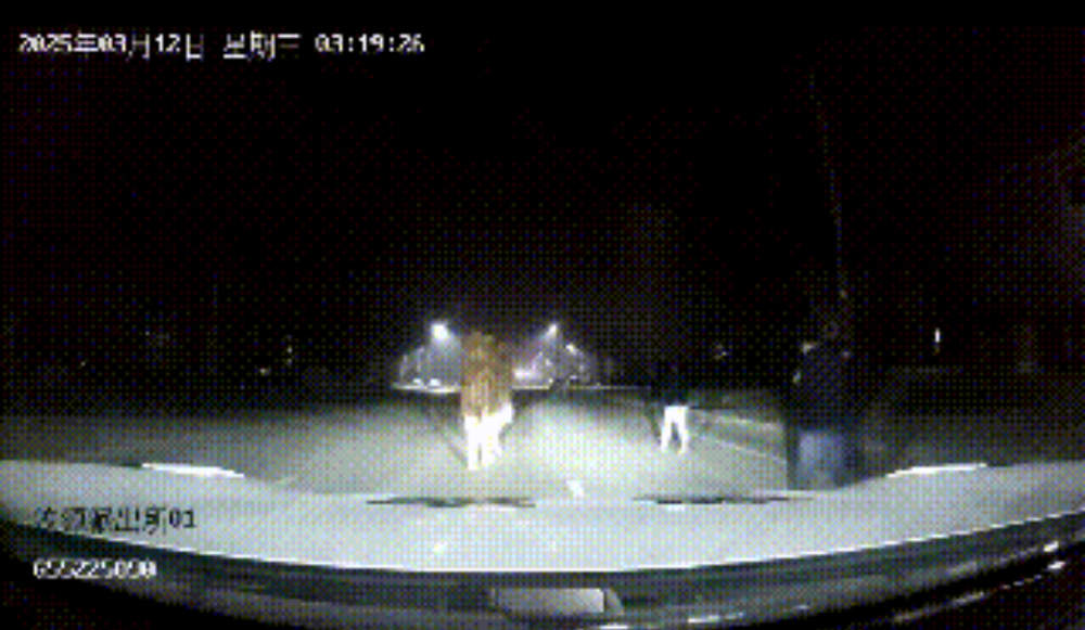 骆驼深夜“离家出走” 济南警方陪它驼速行进找主人