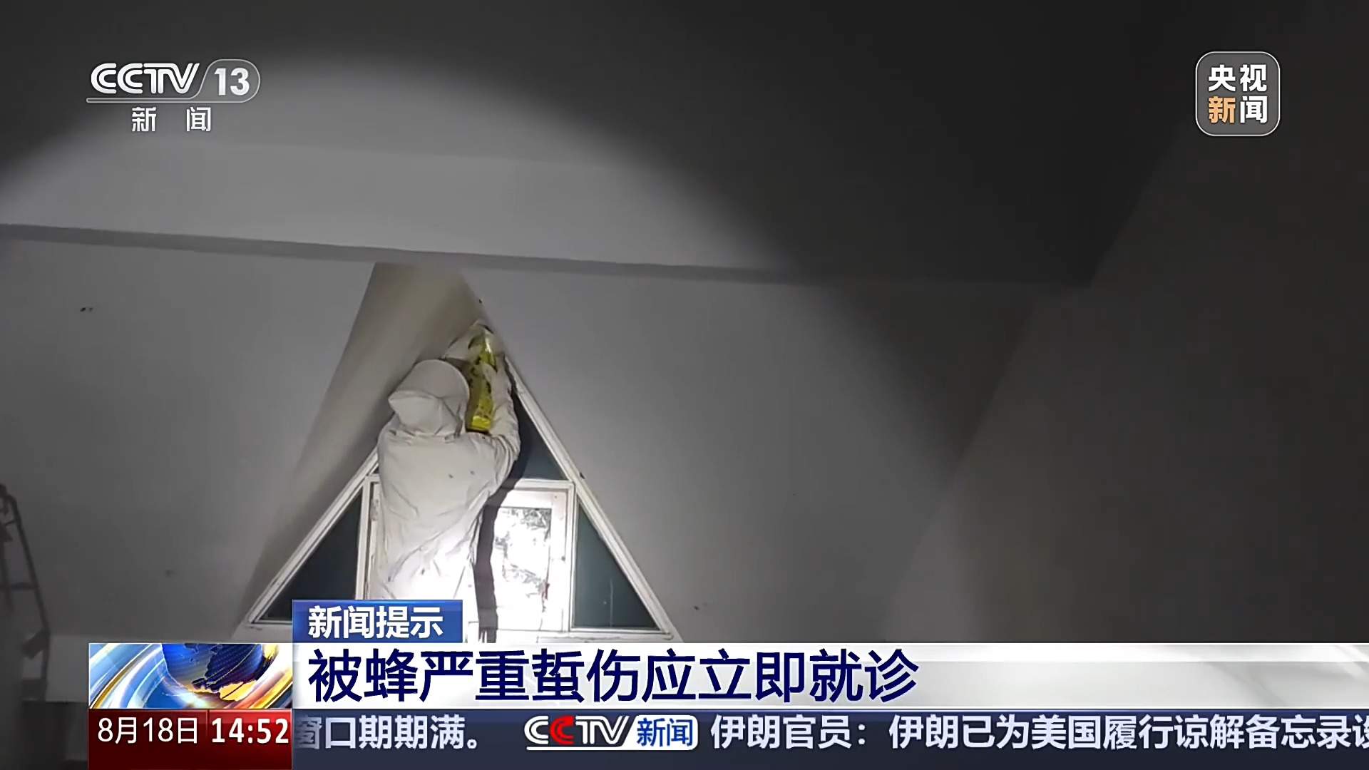 台风前后蜂类攻击性增强！医生提醒：被蜇伤不能热敷