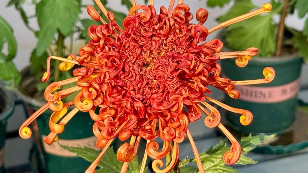 五颜六色，造型各异，趵突泉金秋菊展精品菊撷英