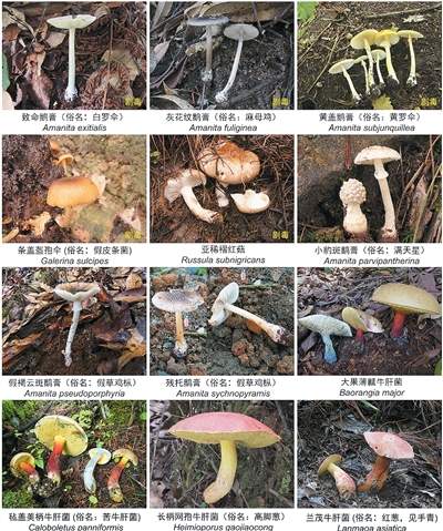 吃菌季到了，如何吃得开心又放心？