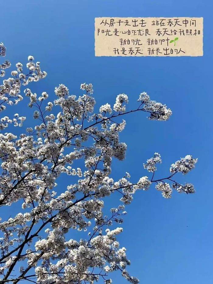 一年四季 泉在济南丨龙抬头遇上春分，灵岩寺邀您免费上春山