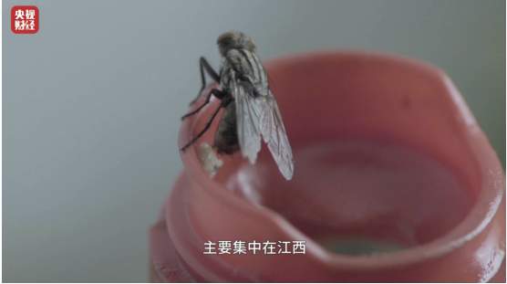 酱油没开几天就生虫！因为酱油里有虫卵？酱油生虫真相是……