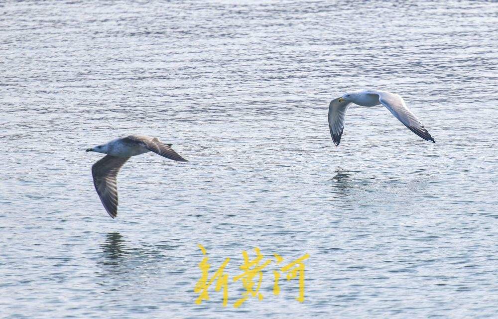 海鸥组团落户大明湖 连续7年来济栖息越冬