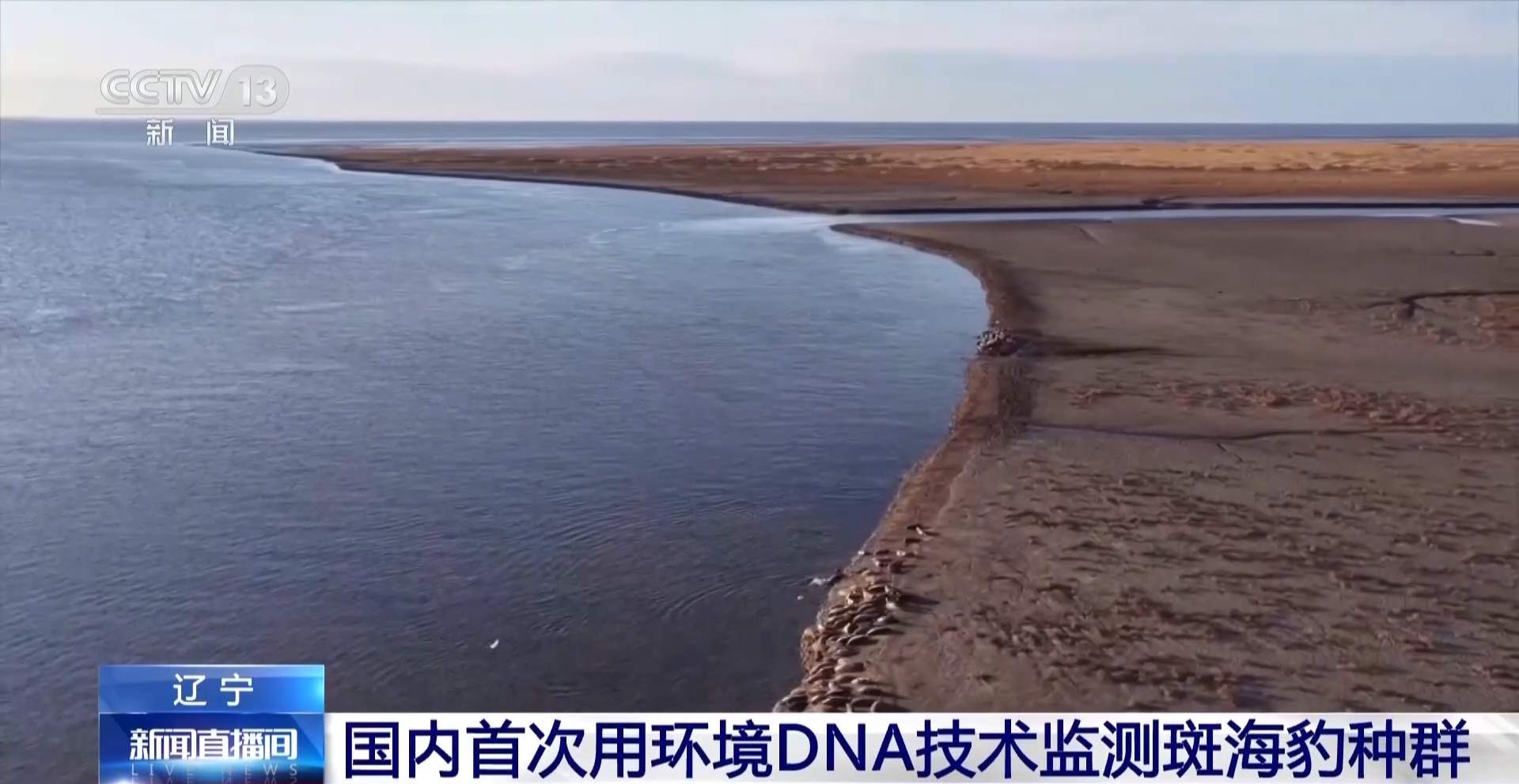 超800只野生斑海豹现身辽东湾