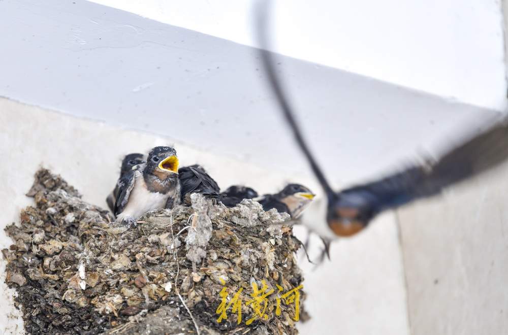 鸟窝快挤不下它们了！城市中的野生鸟宝宝们长大了