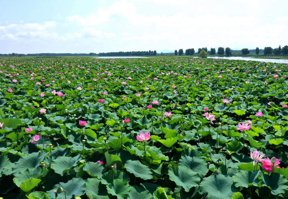 航拍章丘白云湖万亩红荷,入伏后千万朵荷花随风摇曳美丽动人