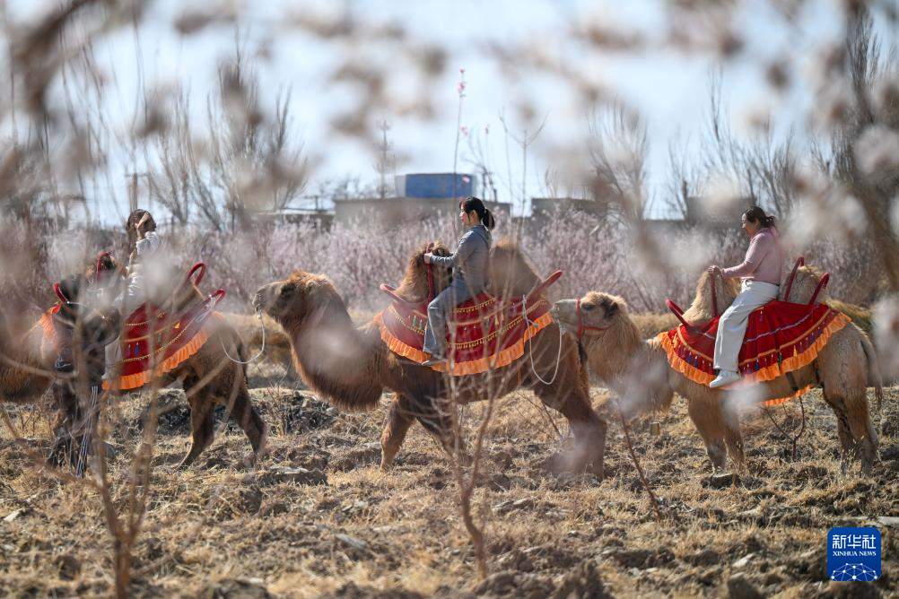 新疆吐鲁番：赴一场杏花之约
