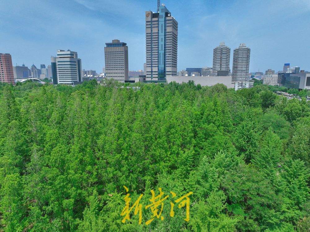 夏日水杉 绿意盎然