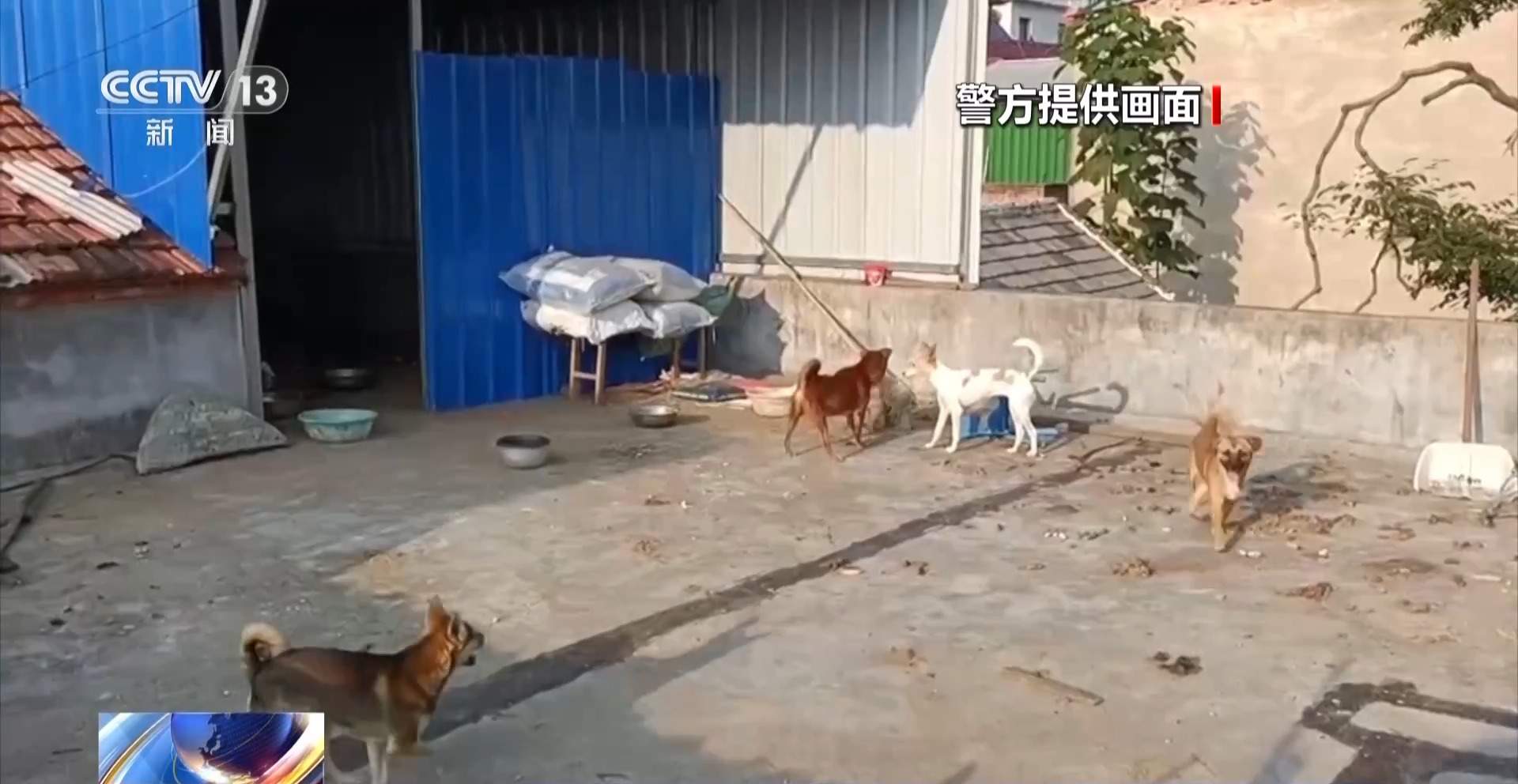 骗250万善款仅3000元用在狗身上 起底流浪动物网络救助骗局