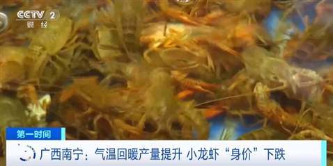 小龙虾便宜了！气温回暖产量提升 广西南宁小龙虾或降价至个位数