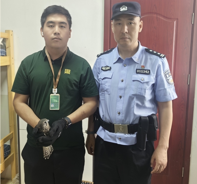 “我发现一只受伤的鸟”济南一市民发现国家二级保护动物红隼