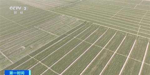 持续的寒潮对农业生产有何影响?应该如何应对?专家解读