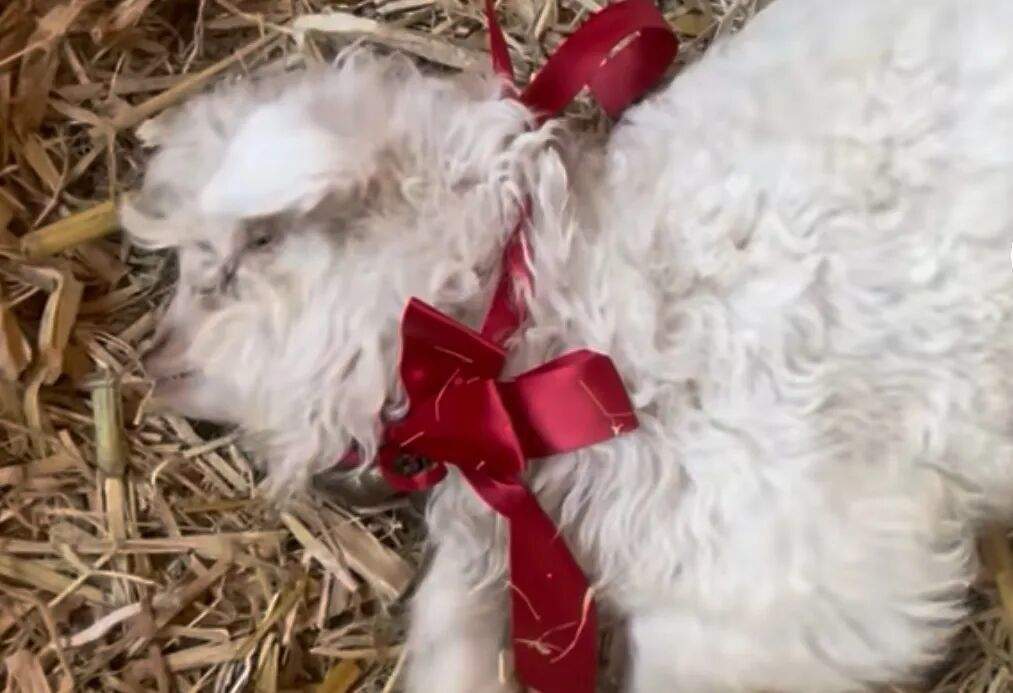 “装死”小羊身价飙升，专家：不是“演技”是“缺陷”