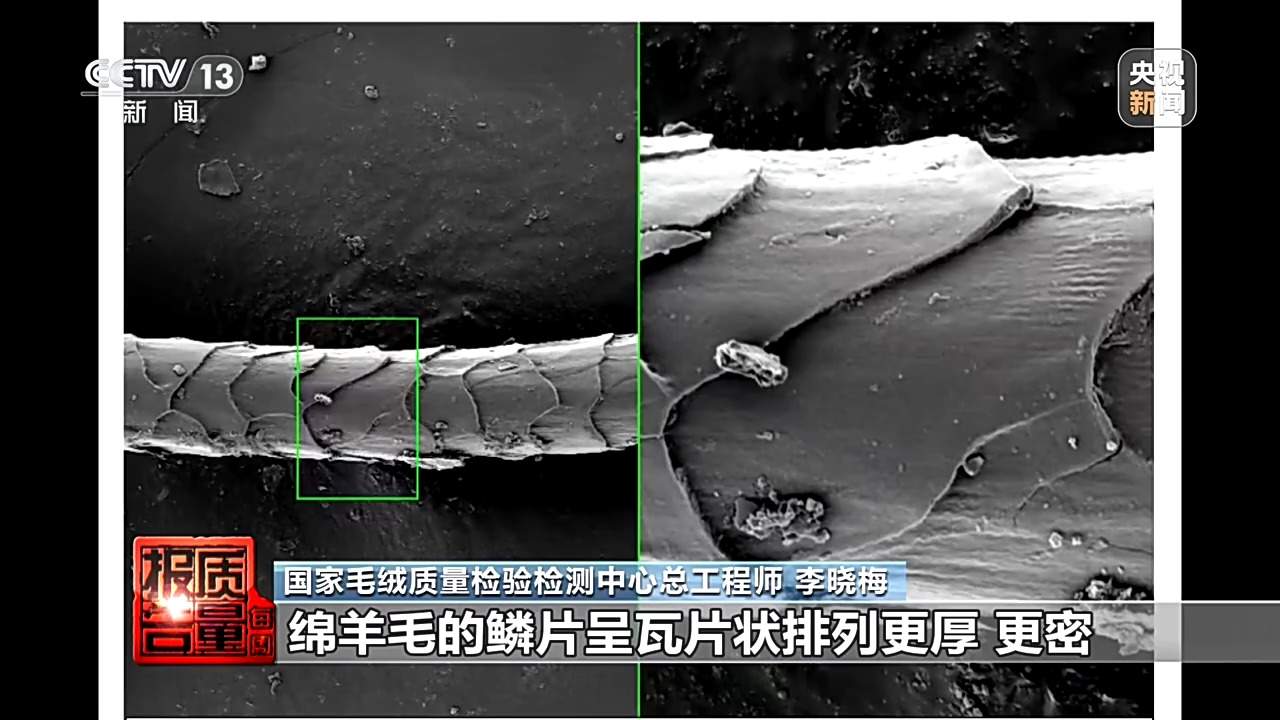 “绵羊绒”竟一根羊绒都没有 个别团体自创概念误导消费者
