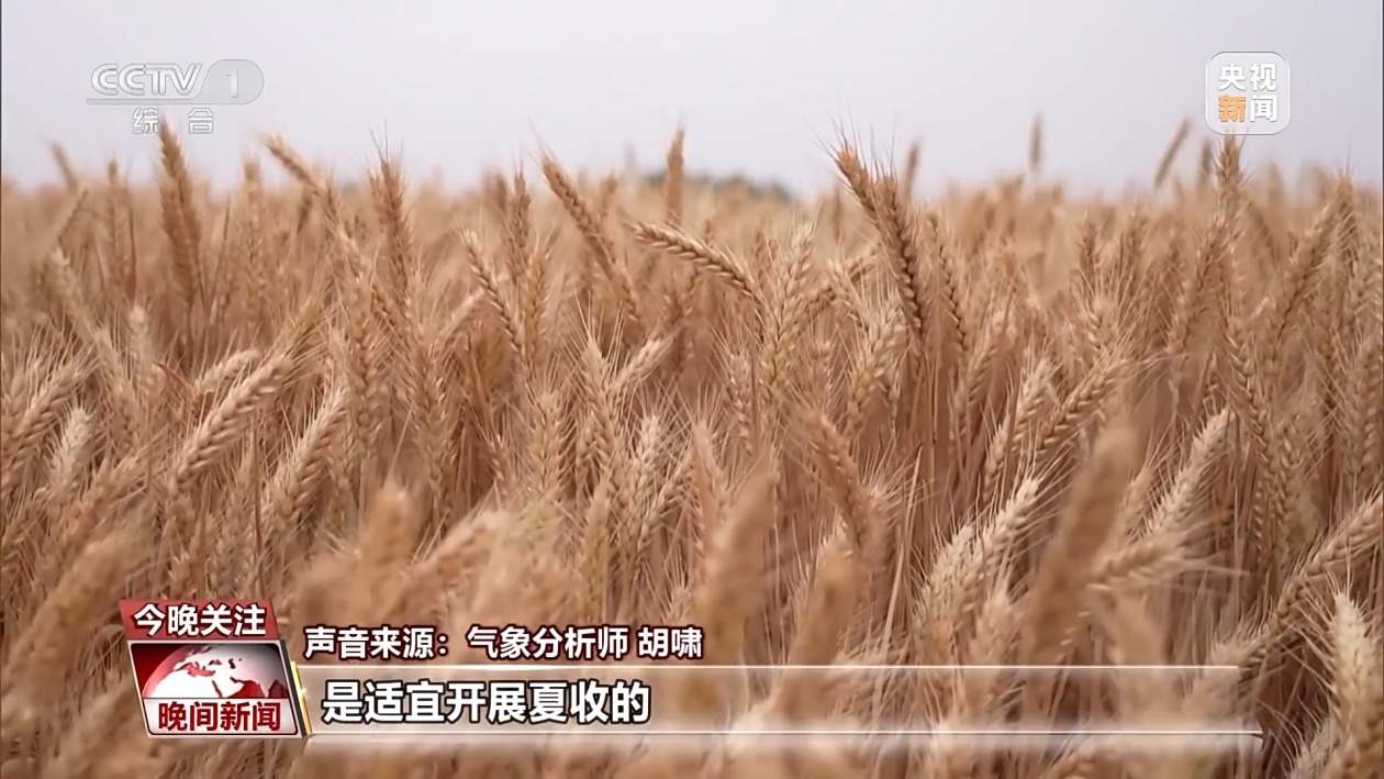 今夏各大麦区是否会遭遇“烂场雨”？该如何防范？一文了解
