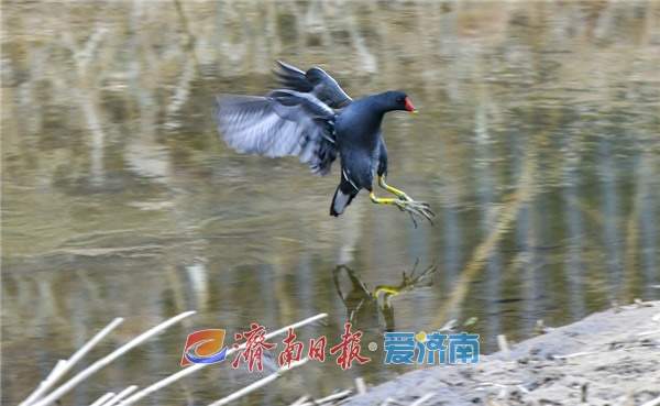 水中珍禽黑水鸡，冬日栖息济南腊山河 