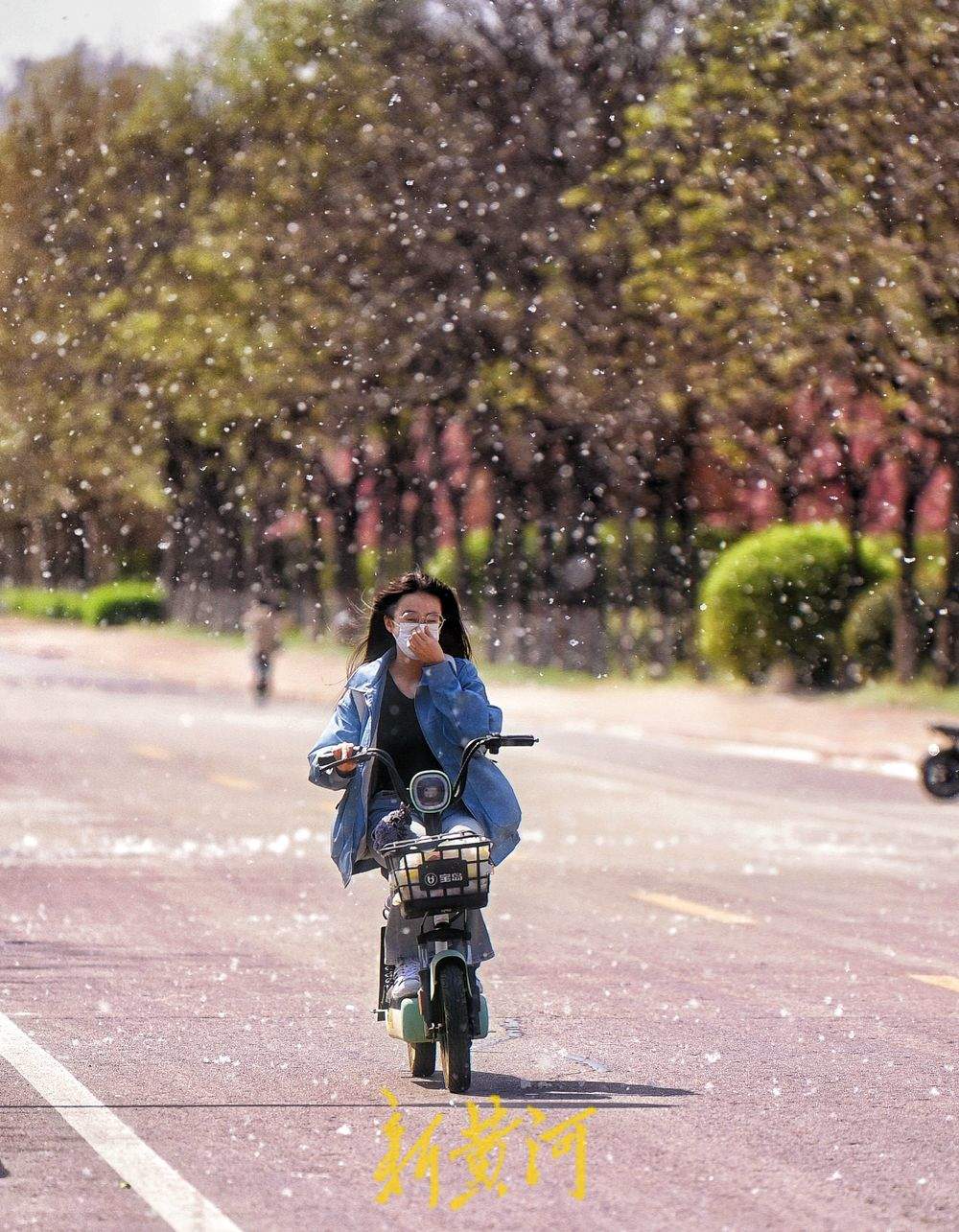 泉城进入杨柳絮高发期，犹如满天飞雪