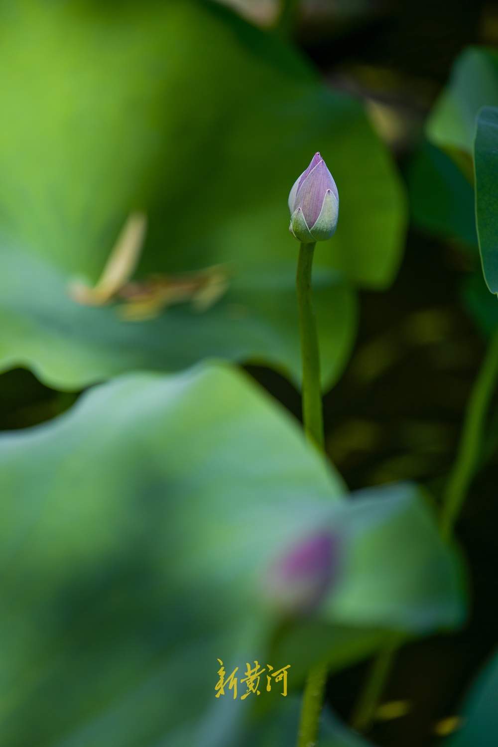 绿云遮暑、荷风送香，大明湖第一波荷花正含苞待放