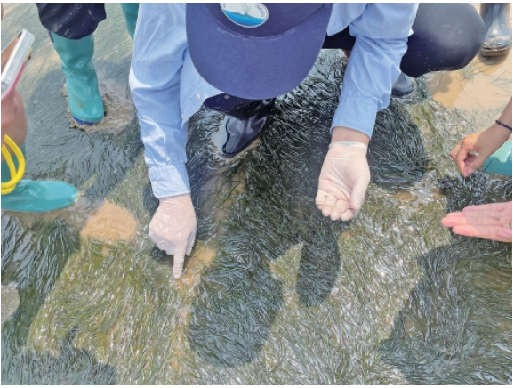 搓泥丸 种海草——东营垦利区黄河入海口，有群拯救海洋的“捕碳者”