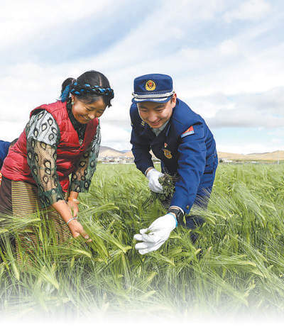 扎根雪域高原！超万名干部人才接力援藏三十年