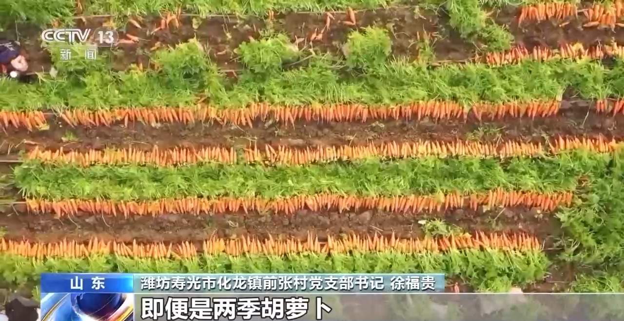 全国种，全球卖，寿光胡萝卜出圈！