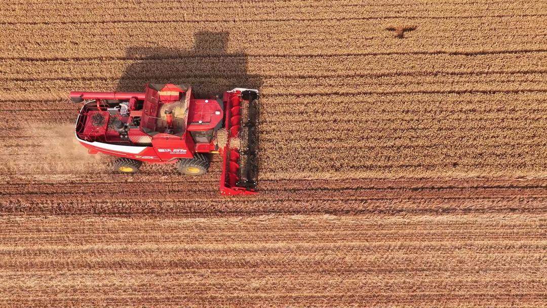 大众观察·山东麦收一线｜“智慧田”增产有良方