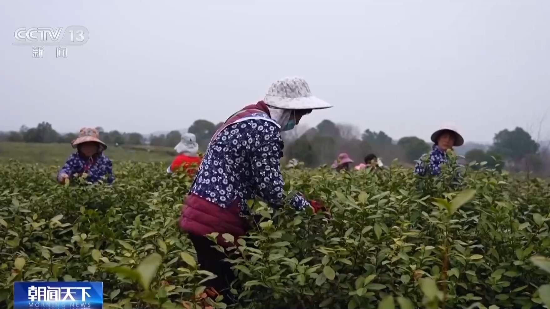 抢抓农时 各地按下春耕备耕“加速键”