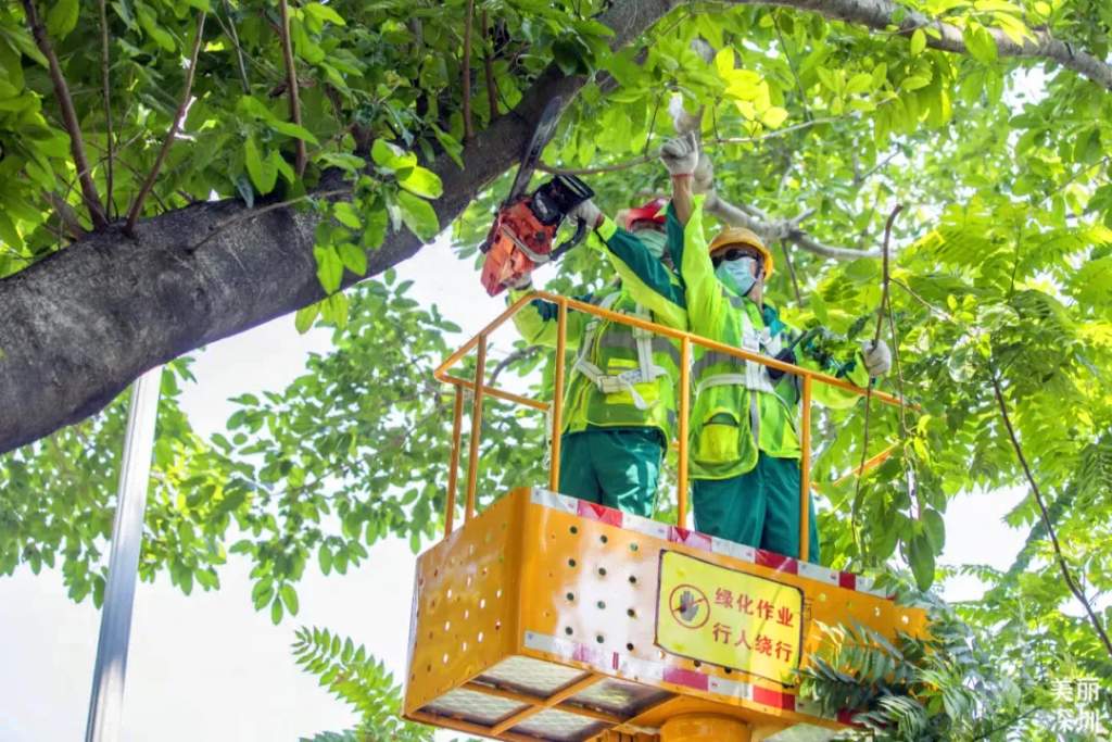 树木“长发”变“寸头”，到底是为啥？