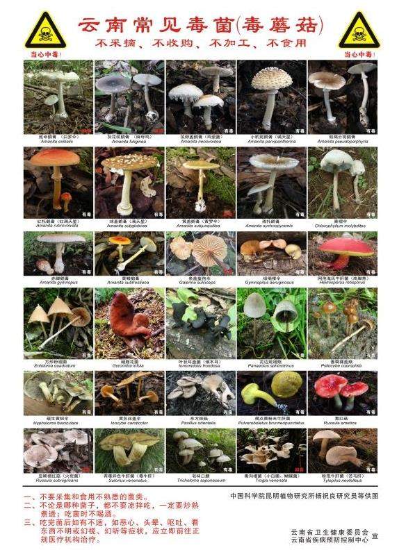 路边的野“菇”不要采 当心中毒！常见毒菌一图辨别