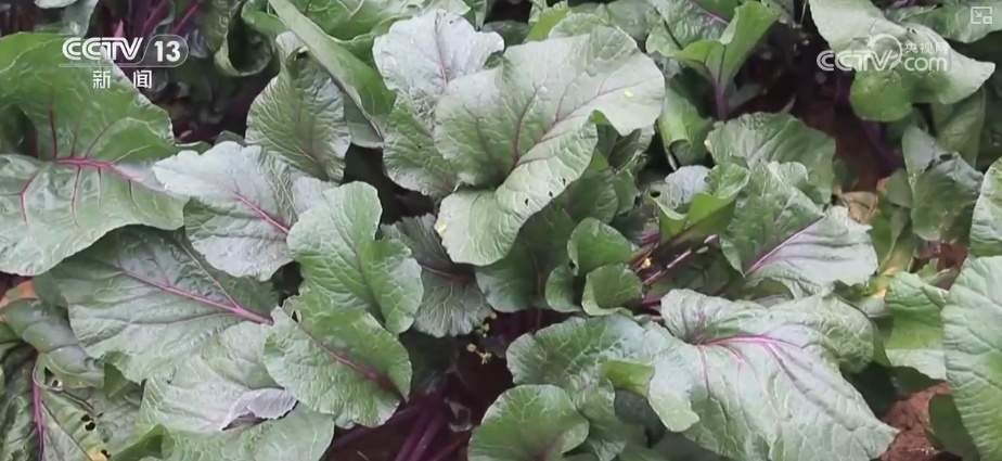 百姓“菜篮子”价优物丰四季安然 多举措有效保障春节供应