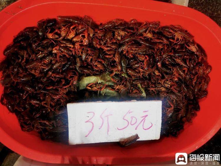 上海小龙虾15元一斤，摊主直呼“不能再低了！”小龙虾价格为何遭腰斩？