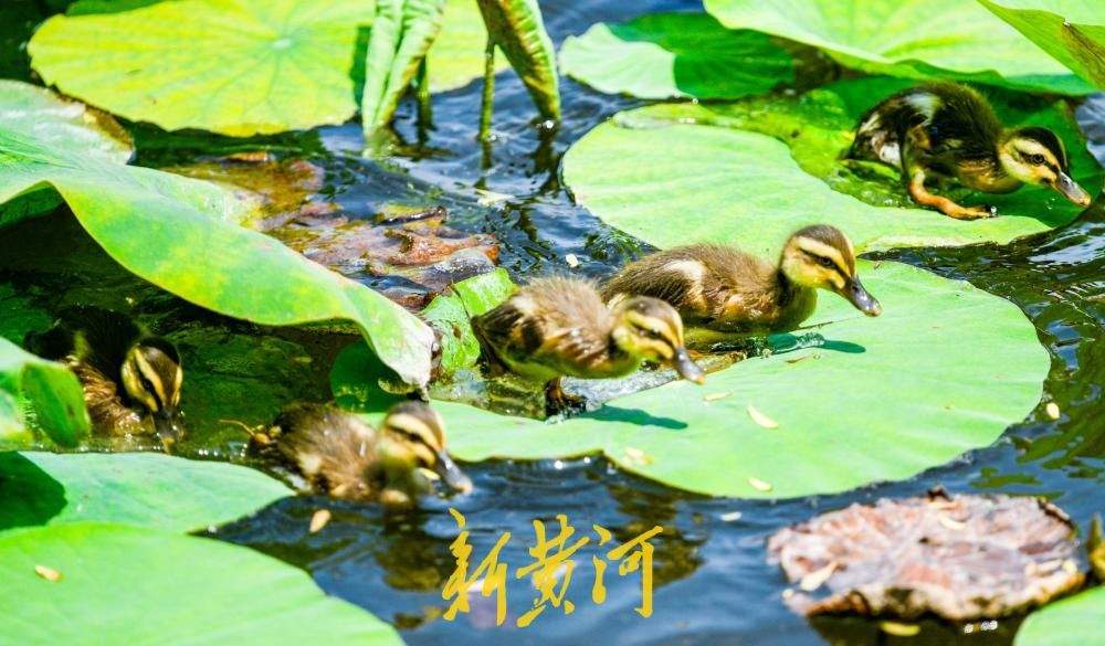 碧荷连天萌鸭嬉戏，济南大明湖“鸭家族”成夏日新晋顶流