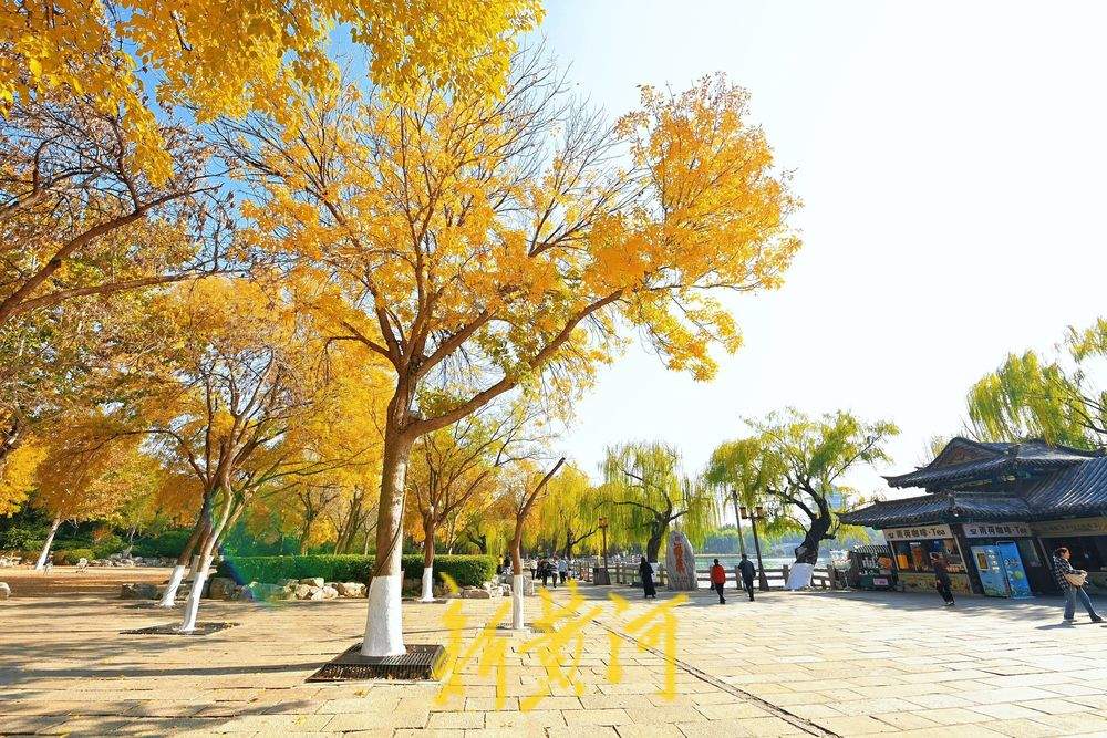 济南大明湖畔银杏树披金衣，市民打卡赏秋景