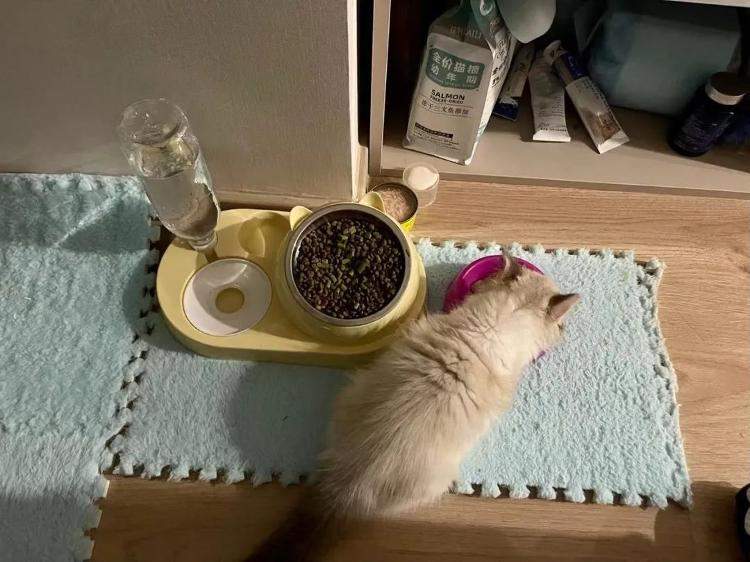 养宠人提前找好临时“保姆” 宠物寄养预定有点火